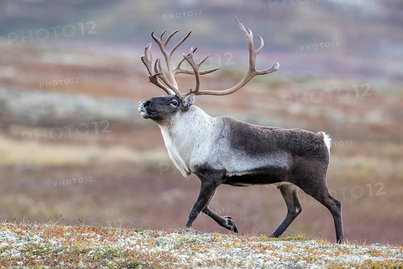 Wild mountain reindeer (Rangifer tarandus tarandus), bull in autumn tundra, Forollhogna National Park, Norway, Europe