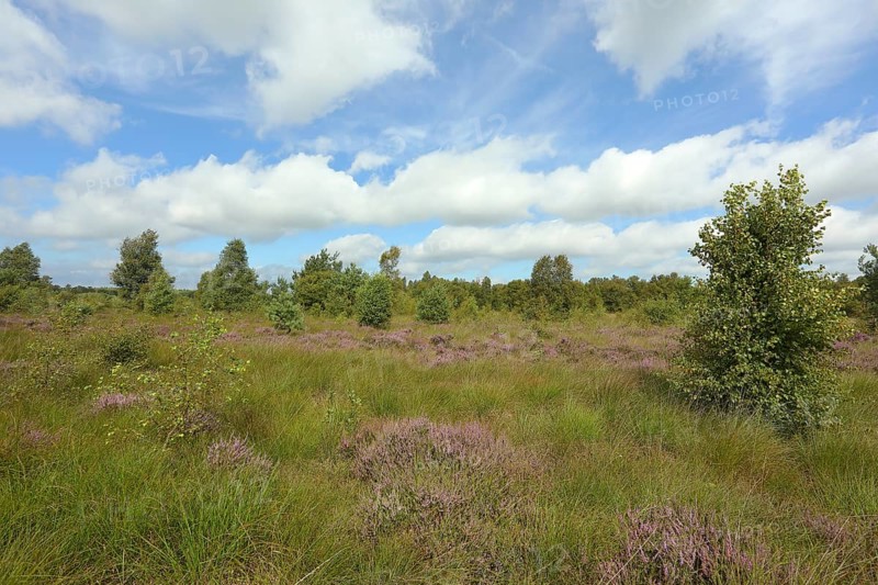 Flowering common heather (Calluna vulgaris), Aschendorfer Obermoor nature reserve, Wildes Moor, former peat extraction areas undergoing renaturation, Emsland, Lower Saxony, Germany, Europe