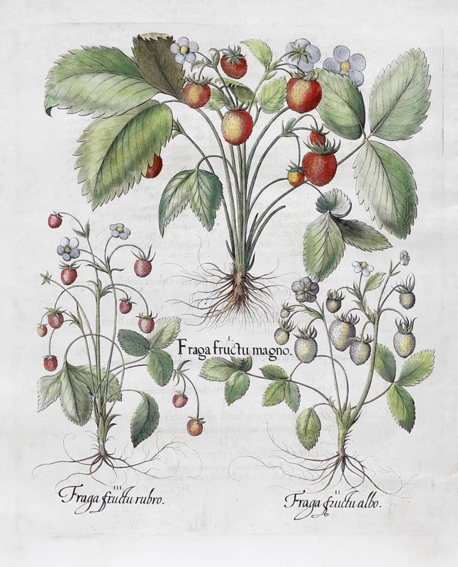 Strawberries (Fragaria), woodland strawberry (Fragaria vesca), hand-coloured copperplate engraving by Basilius Besler, from Hortus Eystettensis, 1613