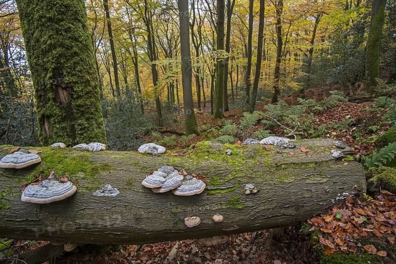 False tinder fungus, hoof fungus, tinder conk, tinder polypore (Fomes fomentarius) (Polyporus fomentarius) on fallen tree trunk in autumn forest