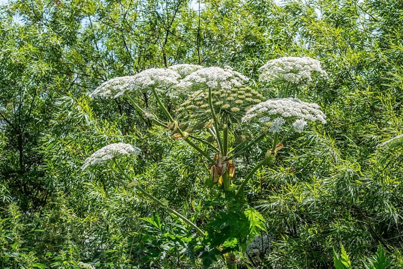 Giant hogweed (Heracleum mantegazzianum) in Hörte, Skurup community, Scania, Sweden, Scandinavia, Europe