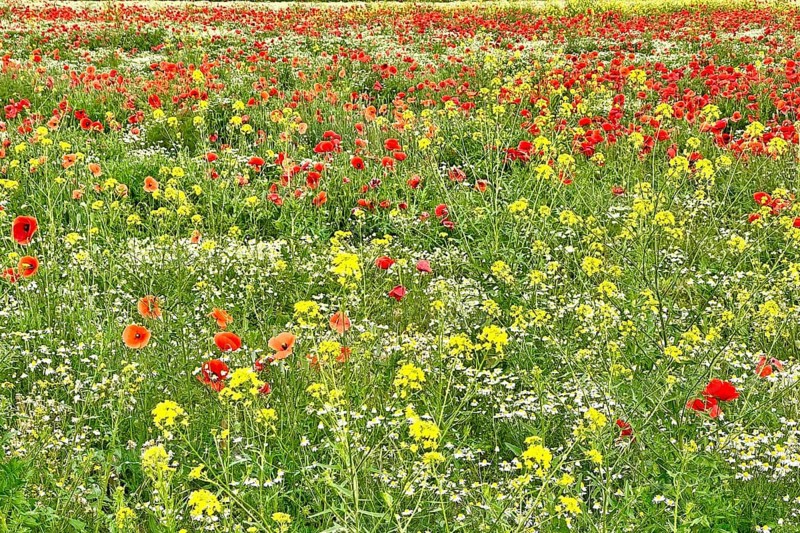 Poppy (Papaver) wild chamomile (Matricaria chamomilla) Flowering strip, sunrise, summer meadow, poppy, bee pasture, backlight, grazing light, Saxony-Anhalt, Germany, Europe