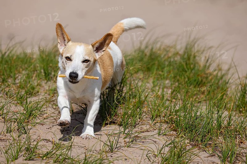 Dog, Jack Russell Terrier, running with treat in mouth, dog breed, domestic dog (Canis lupus familiaris), Schleswig-Holstein, Germany, Europe