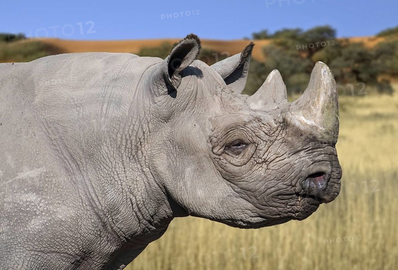 Eastern black rhinoceros, East African black rhinoceros, eastern hook-lipped rhinoceros (Diceros bicornis michaeli)