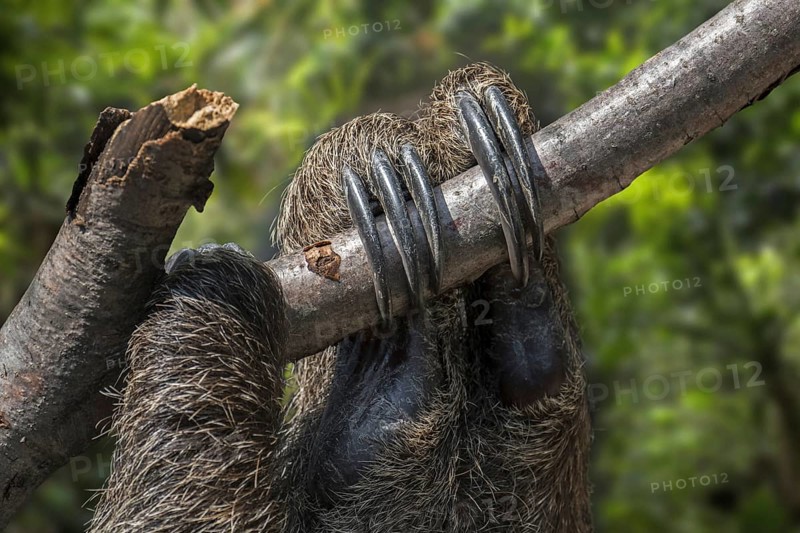 Linnaeus's two-toed sloth (Choloepus didactylus), southern two-toed sloth, Linne's two-toed sloth (Bradypus didactylus) close-up of claws