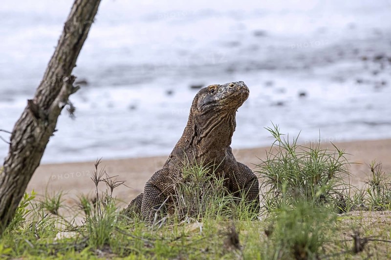 Komodo dragon, Komodo monitor (Varanus komodoensis) leaving the beach on the island Rinca in the Komodo National Park, Indonesia, Asia