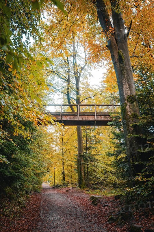 Path through the forest with bridge of the treetop walk in autumn, Sommerberg, Bad Wildbad, Black Forest, Germany, Europe