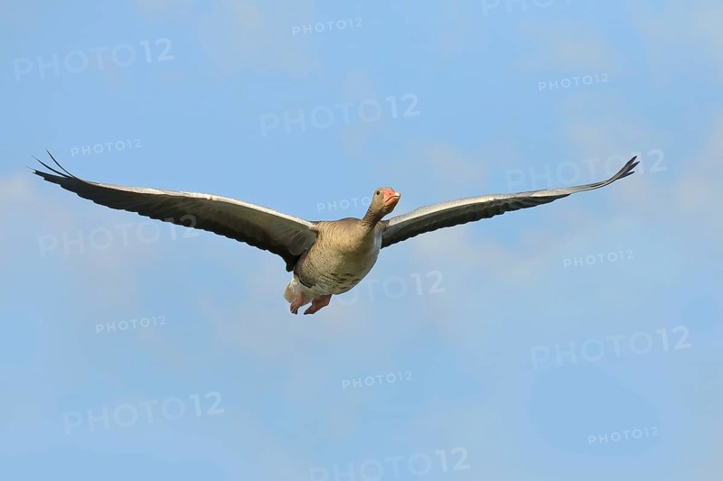 Greylag goose (Anser anser), in flight, Gunzenhausen, Altmühlsee, Franconian Lake District, Franconia, Bavaria, Germany, Europe