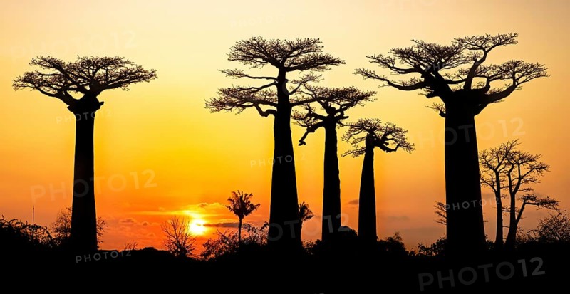 Avenue of the Baobabs, Grandidier's baobab trees silhouetted against orange sunset sky, Menabe Region, Madagascar, Africa