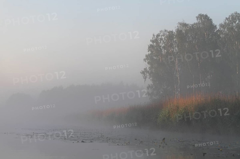 Birch forest near the shore in the fog on the Trebel River, Peene Valley River Landscape nature park Park, Mecklenburg-Western Pomerania, Germany, Europe