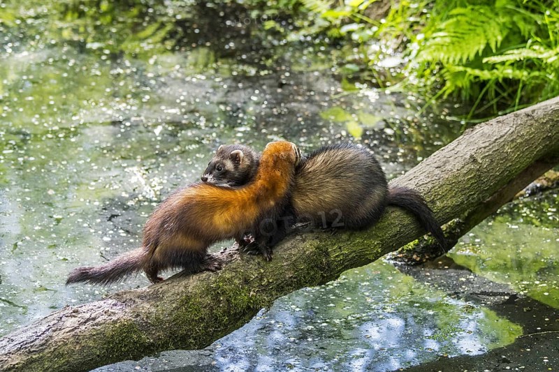 Two European polecats (Mustela putorius) male and female crossing water of pond, stream over fallen tree