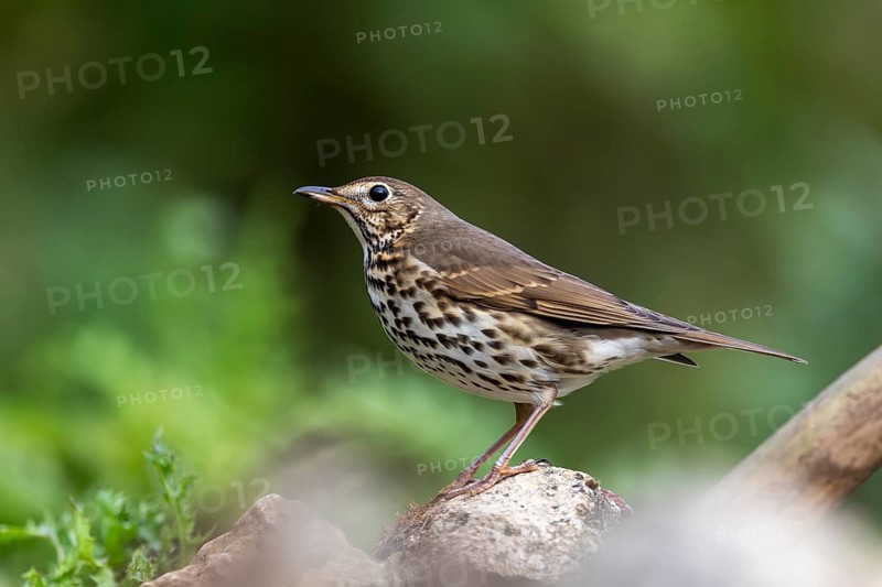 Song thrush (Turdus philomelos) sitting on a stone, wildlife, Germany, Europe
