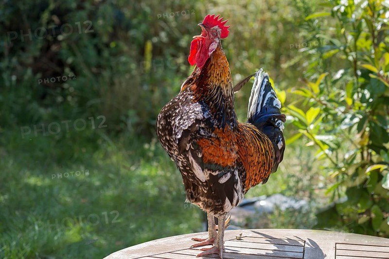 Crowing cock (Gallus domesticus) on a garden table, Meckloenburg-Vorpommern, Germany, Europe