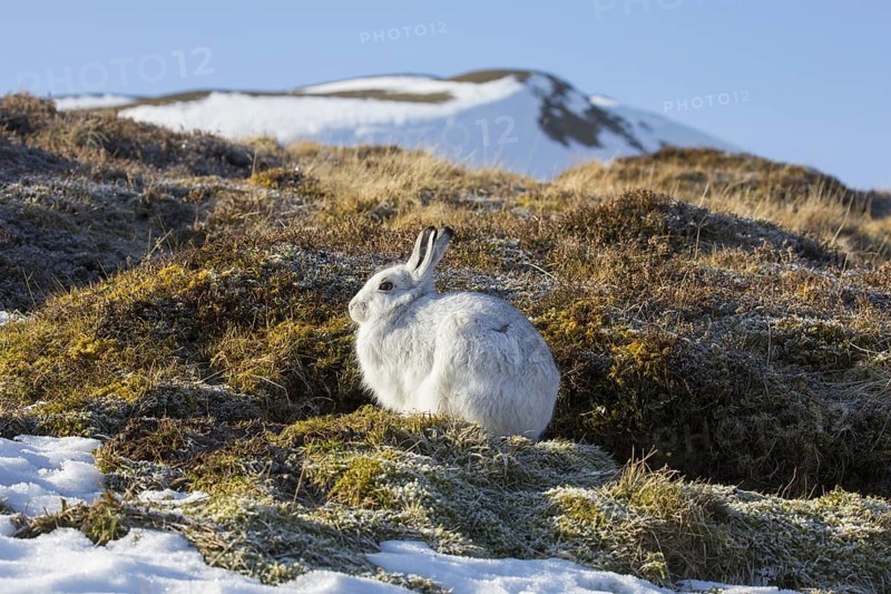 Mountain hare (Lepus timidus), Alpine hare, snow hare in white winter pelage in the Cairngorms National Park, Scottish Highlands, Scotland, UK