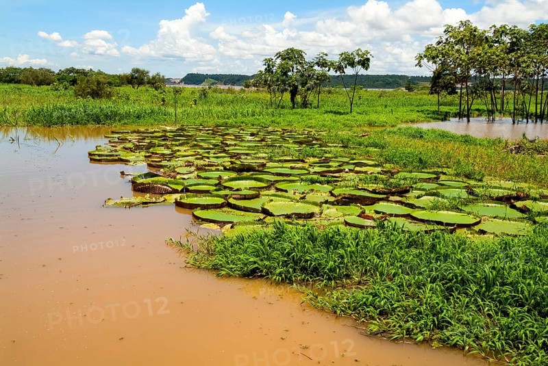 Victoria or Giant lilies (Victoria boliviana) on the Amazon River, Brazil, South America