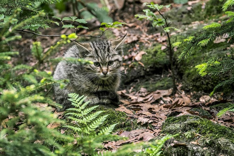 European wildcat (Felis silvestris silvestris) kitten, hiding in undergrowth in forest