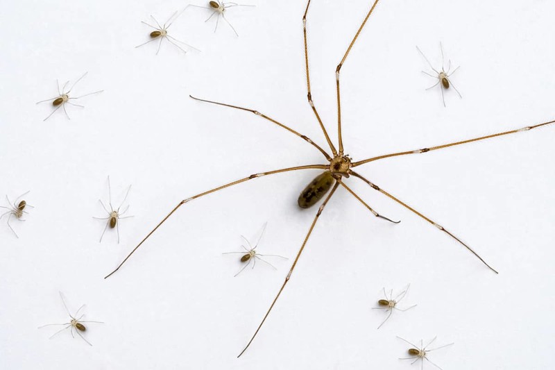 Longbodied cellar spider, skull spider (Pholcus phalangioides) female with spiderlings crawling on white wall