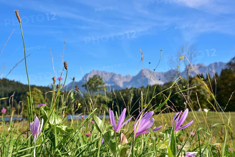 Flowers of the autumn fireweed (Colchicum autumnale) on a mountain meadow at Geroldsee in Werdenfelser Land near Garmisch-Partenkirchen, with the Karwendel Mountains in the background, Bavaria, Germany, Europe