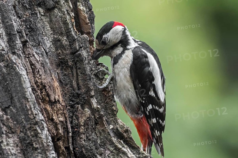 Great spotted woodpecker (Dendrocopos major), greater spotted woodpecker male hammering on hazelnut wedged in crack of tree stump