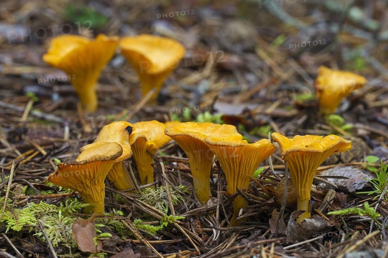 Chanterelle (Cantharellus cibarius), girolle edible mushrooms on the forest floor in autumn woodland