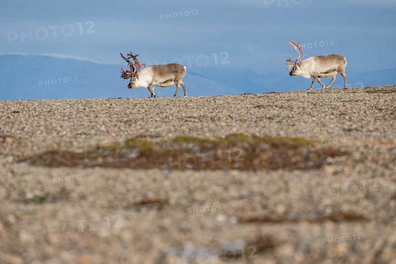 Svalbard reindeers (Rangifer tarandus platyrhynchus), male, bull with blood-red velvet antlers, tundra in autumn, Kapp Wijk, Svalbard, Norway, Europe