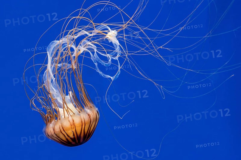Japanese sea nettle (Chrysaora pacifica) jellyfish swimming underwater showing long trailing tentacles