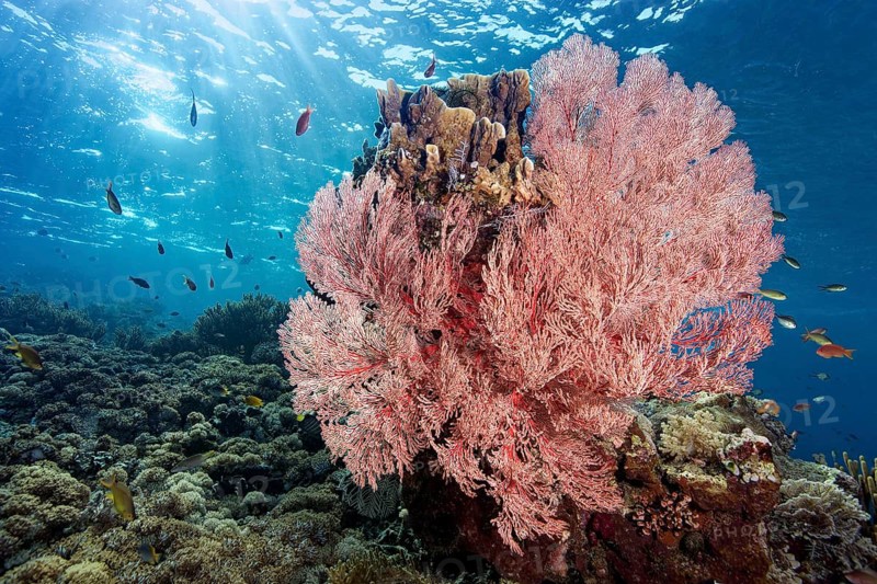 Red sea fan (Melithaea) gorgonian with open polyps in backlight on coral reef, Great Barrier Reef, UNESCO World Heritage Site, Coral Sea, Coral Sea, Pacific Ocean, Cairns, Queensland, Australia, Oceania