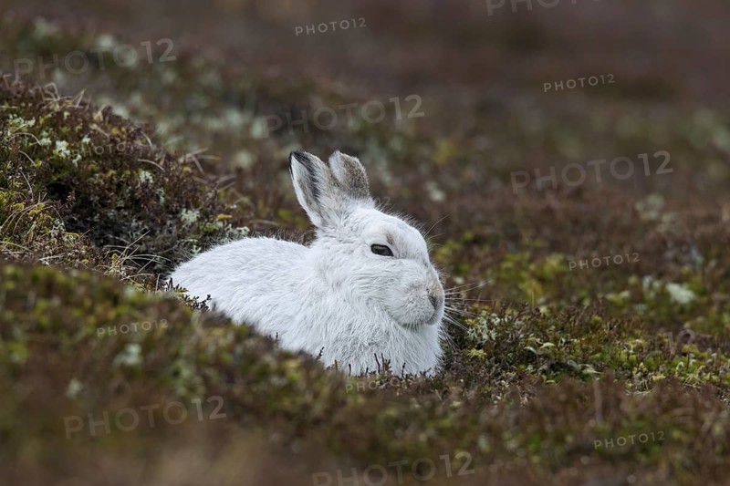 Close up of mountain hare (Lepus timidus), Alpine hare, snow hare in white winter pelage resting in moorland, heathland in spring