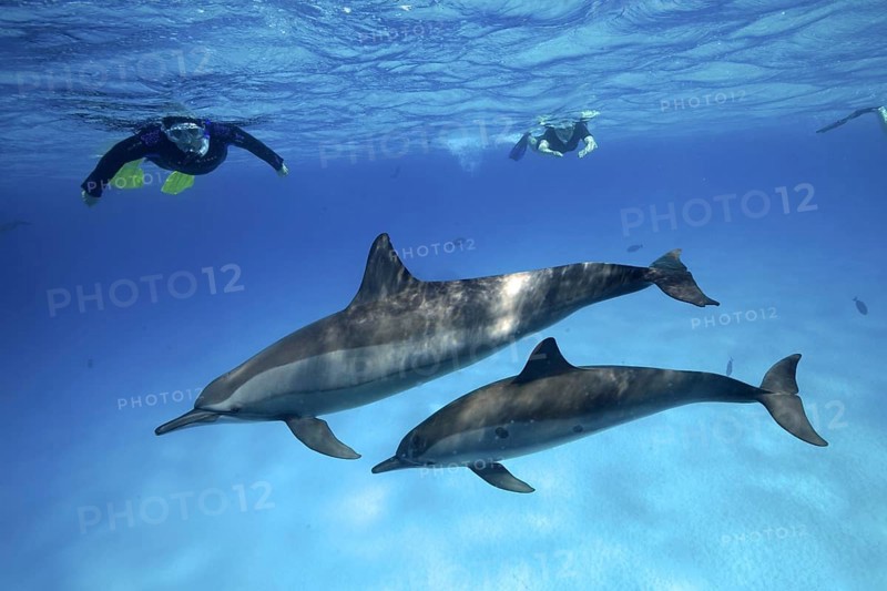 Snorkeler watching 2 specimens, mother with young, of spinner dolphin (Stenella longirostris), spinner dolphin, spinner dolphin, snorkeler in background, Sataya Reef dive site, Dolphin House, Red Sea, Egypt, Africa