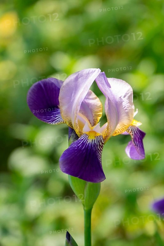 German iris (Iris xgermanica), North Rhine-Westphalia