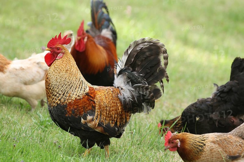 Domestic chickens, free-range, various breeds, organic, Lower Austria, Austria, Europe
