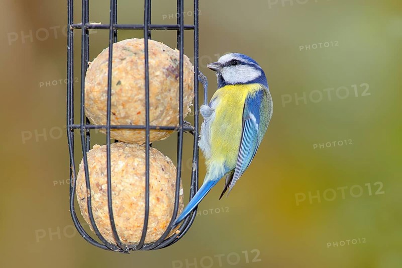 Blue tit (Cyanistes caeruleus) wildlife, at the tit dumpling at the winter feeding, animals, birds, Siegerland, North Rhine-Westphalia, Germany, Europe