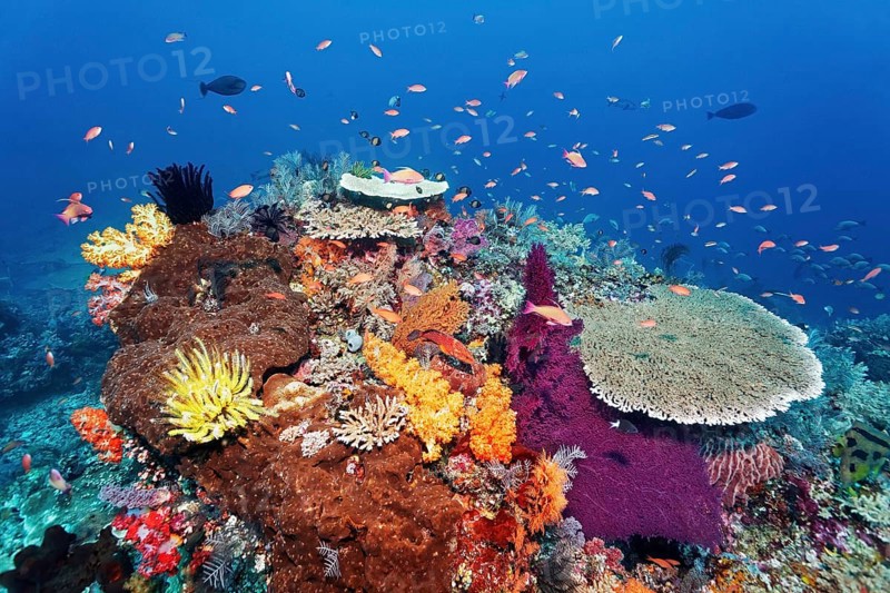 Coral reef, reef top, with various soft corals (Alcyonacea), hard corals (Hexacorallia), sponges (Porifera), bright many colours, multicoloured, colourful, magnificent, shoal of flagfish (Anthidae) Great Barrier Reef, UNESCO World Heritage Site, Coral Sea, Coral Sea, Pacific Ocean, Cairns, Queensland, Australia, Oceania