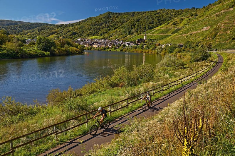 Cyclists on the Moselle cycle path with a view of the village of Bremm, Rhineland-Palatinate, Germany, Europe