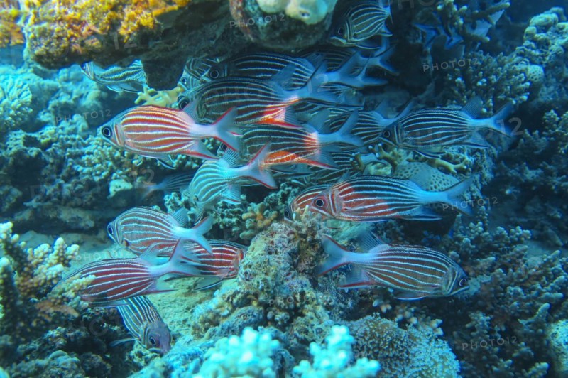 School of snappers on the reef, dive site Reef Bluff Point, Red Sea, Egypt, Africa