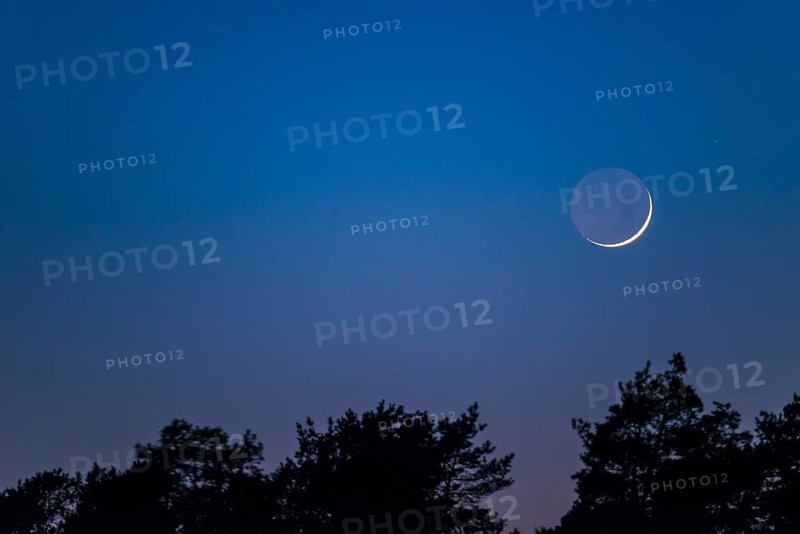 Very narrow, fine crescent moon with visible moon disc stands one day after the new moon over a dark coniferous forest, dusk, cloudless sky in blue and violet, Lower Saxony, Germany, Europe