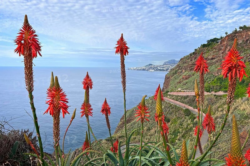 Cristo Rei do Garajau, Cristo Rei viewpoint, natural beauty, orange flowering aloe vera plant with large blossoms, view of Funchal, hiking holiday, panoramic view, hiking trails, hikers, Madeira, Portugal, Europe