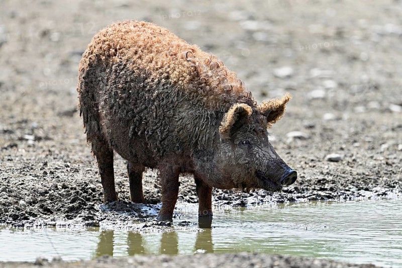 Woolly pig or Mangalica pig, Hungary, Europe