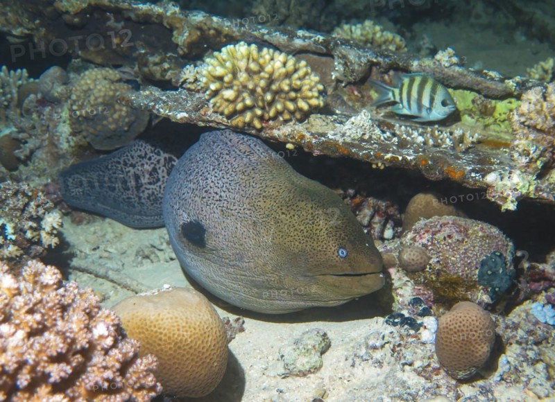 Giant Moray moray (Gymnothorax javanicus), dive site Bluff Point Reef, Red Sea, Egypt, Africa
