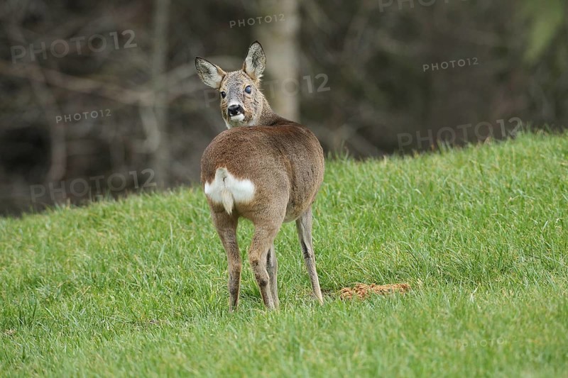 European roe deer (Capreolus capreolus) in winter coat and eye injury secured in the meadow, AllgÃ¤u, Bavaria, Germany, Europe