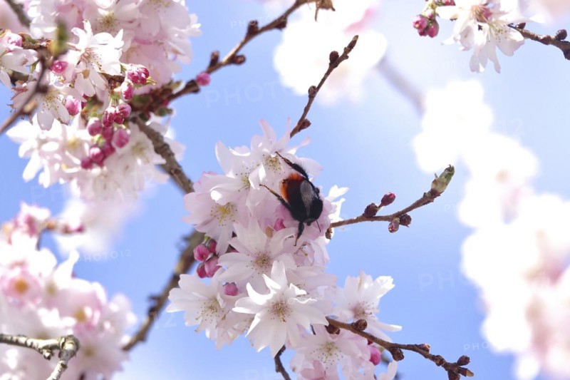 Blossom of the Higan cherry, Bumblebee, March, Germany, Europe