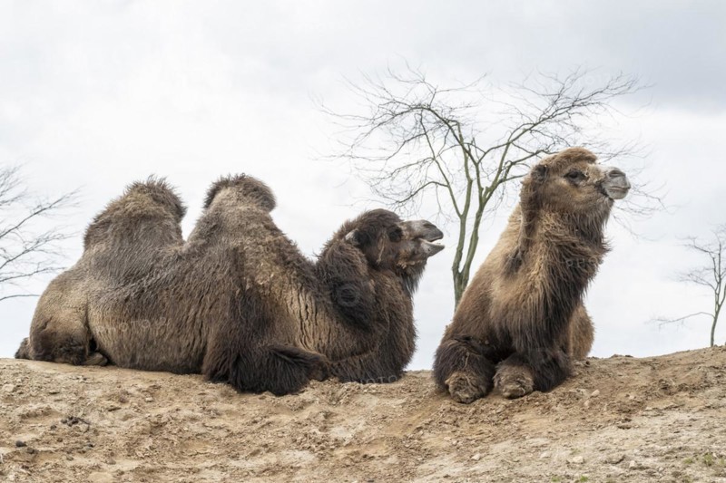 Bactrian camels (Camelus bactrianus), Emmen Zoo, Netherlands