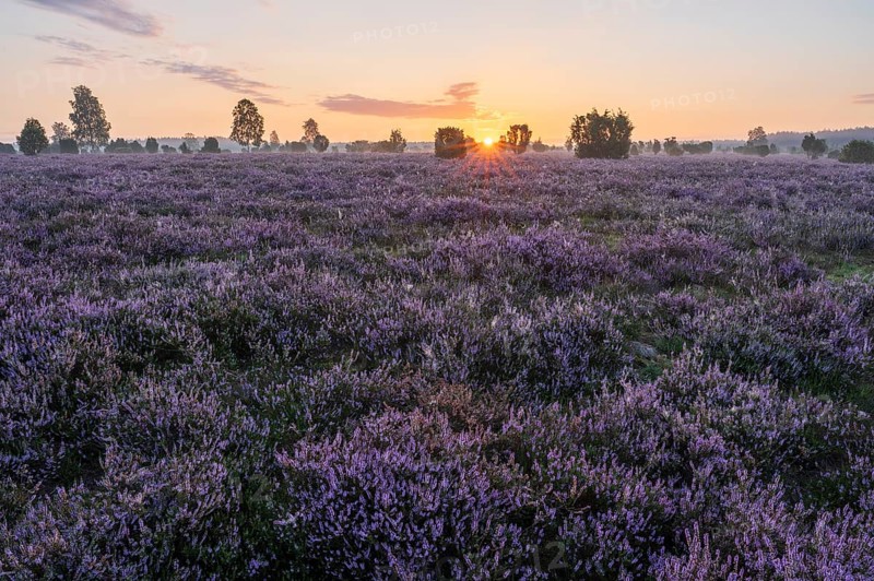 Heath landscape, flowering common heather (Calluna vulgaris), at sunrise, sun star, Lüneburg Heath, Lower Saxony, Germany, Europe