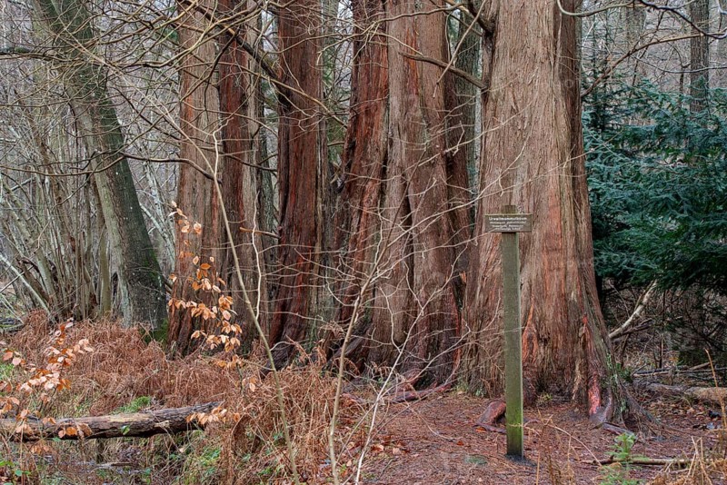Redwood trees in a wooded area with a signpost and autumn leaves on the ground, primeval redwood trees, Osterwald near Zingst, Mecklenburg-Vorpommern, Germany, Europe