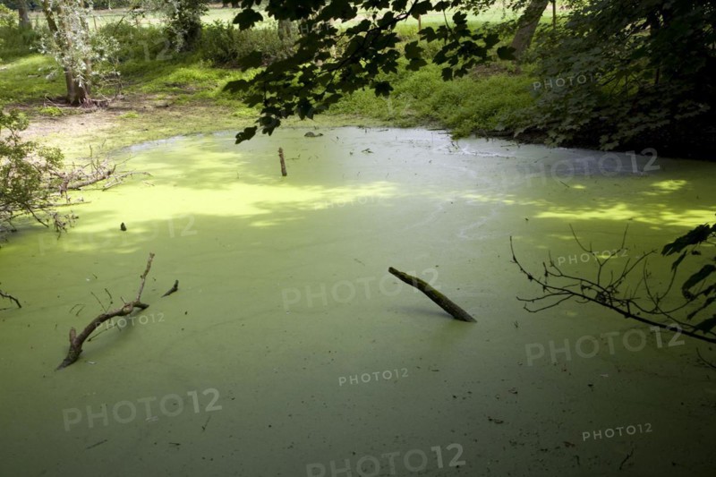 Eutrophication of pond as a result of run off of nitrate fertiliser from the surrounding fields, Sutton, Suffolk, England, United Kingdom, Europe