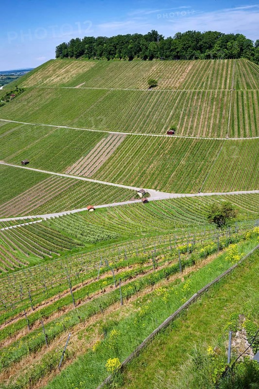 Vineyards at the Weibertreu castle ruins, Weinsberg, Neckargemünd, Baden-Württemberg, Germany, Europe