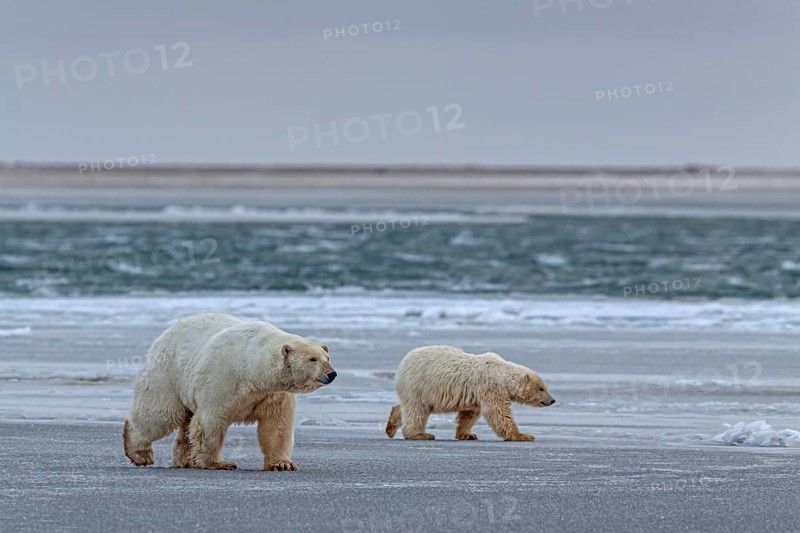 Polar bears (Ursus maritimus), polar bear mother and young walking across pack ice, Kaktovik, Arctic National Wildlife Refuge, Alaska, USA, North America