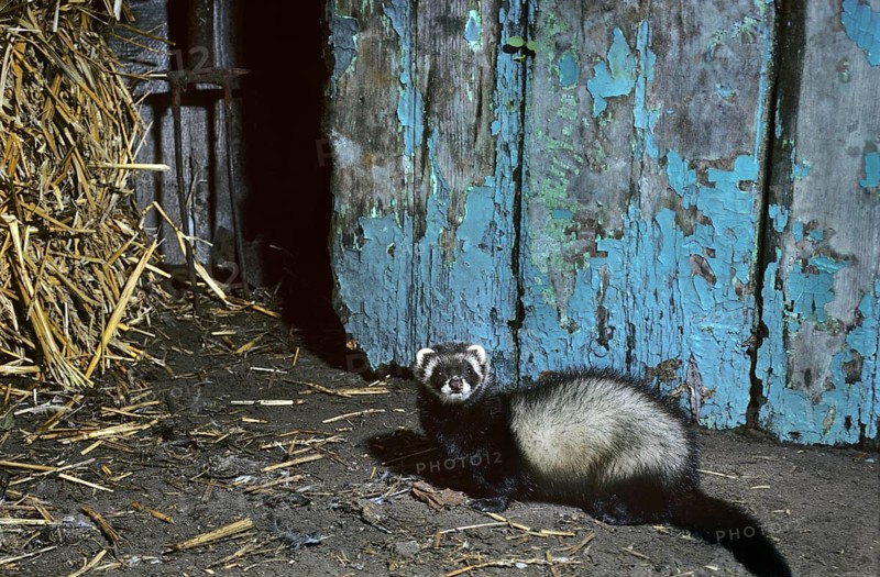 European polecat (Mustela putorius) in barn among hay at farm