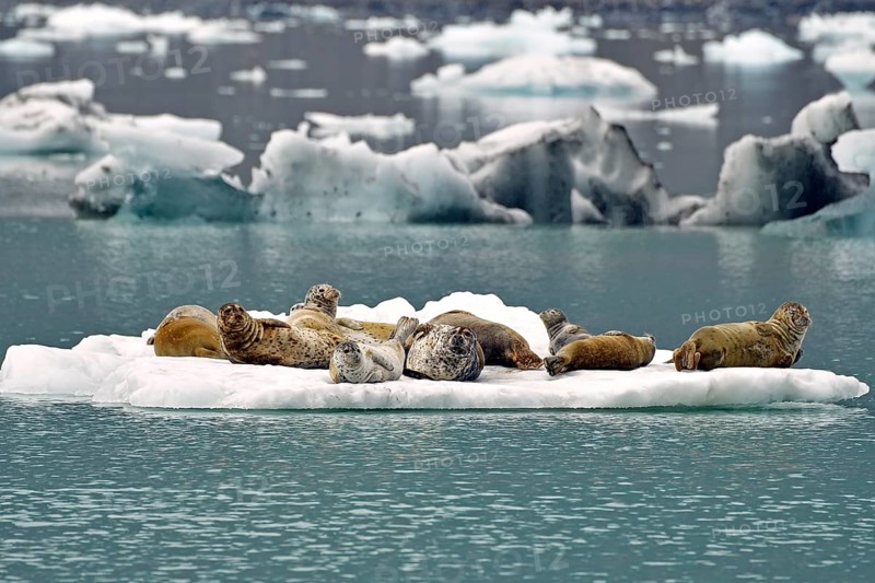 A group of harbour harbor seals (Phoca vitulina) lying on an ice floe, Prince William Sound, Alaska, USA, North America
