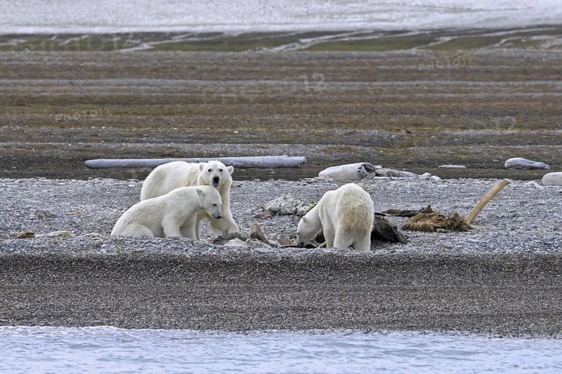 Scavenging polar bears (Ursus maritimus) mother with two cubs feeding on carcass of stranded dead whale along the Svalbard coast, Spitsbergen, Norway, Europe